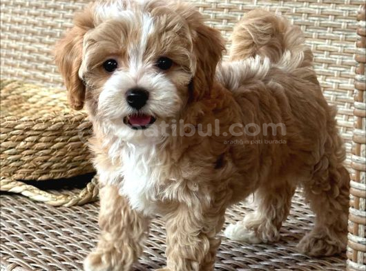 Mini Boy Kg Garantili Maltipoo Yavrularımız görsel