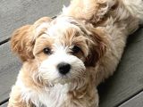 Mini Boy Kg Garantili Maltipoo Yavrularımız