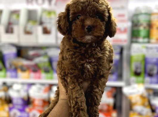 Toy poodle yavrularımız teslime hazır
