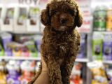 Toy Poodle Kore Kan Yavrularımız
