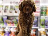 Toy Poodle Kore Kan Yavrularımız