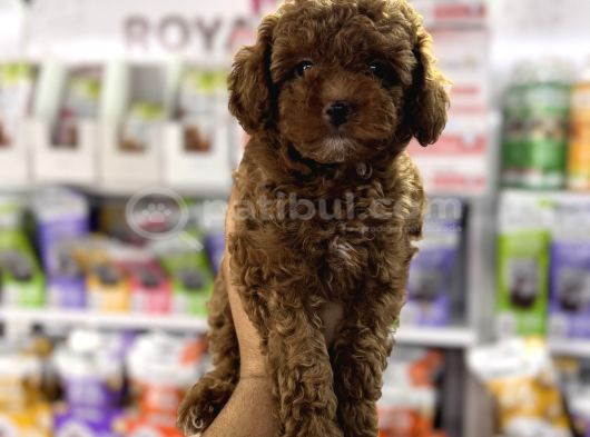 Toy Poodle Kore Kan Yavrularımız görsel