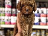 Toy Poodle Yavrularımız Teslime Hazır