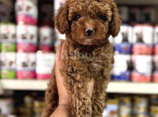 Toy Poodle Yavrularımız Teslime Hazır görsel