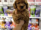Toy Poodle Kore Kan Yavrularımız