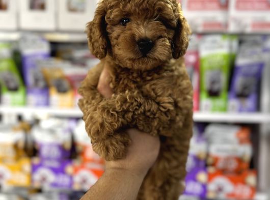 Toy Poodle Kore Kan Yavrularımız görsel