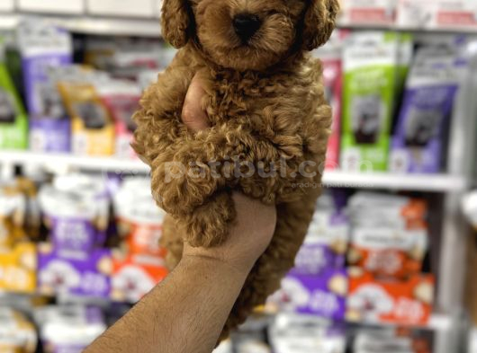 Toy Poodle Yavrularımız Teslime Hazır görsel