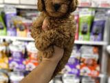 Toy Poodle Kore Kan Yavrularımız