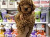 Toy Poodle Yavrularımız Teslime Hazır