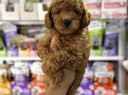 Toy Poodle Yavrularımız Teslime Hazır görsel