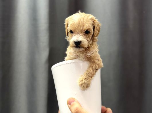 En Mini Boy Maltipoo Bebekler görsel