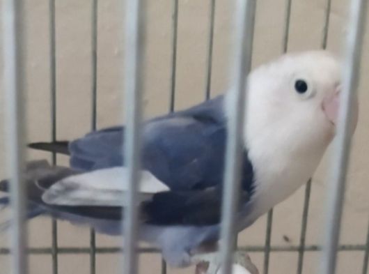 Di̇şi̇ Cennet Papağani