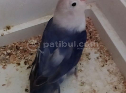 Di̇şi̇ Cennet Papağani görsel