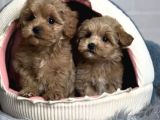 Güzel Sağlıklı Maltipoo Bebekler