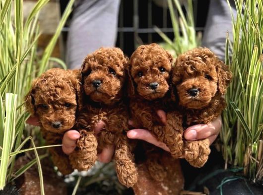 Zeki Ve Eğitimli Toy Poodle Yavrular görsel