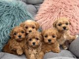 Tüy Dökmeyen Maltipoo Irkı Yavrular