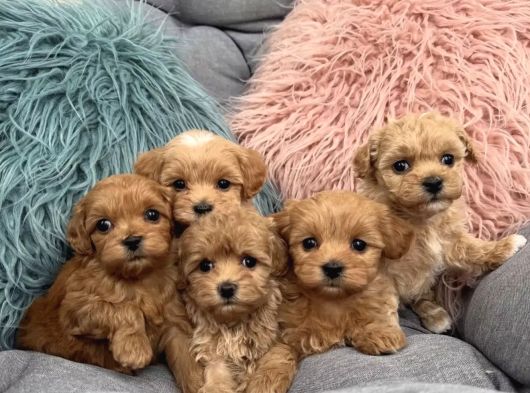 Tüy Dökmeyen Maltipoo Irkı Yavrular görsel