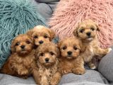 Tüy Dökmeyen Maltipoo Irkı Yavrular