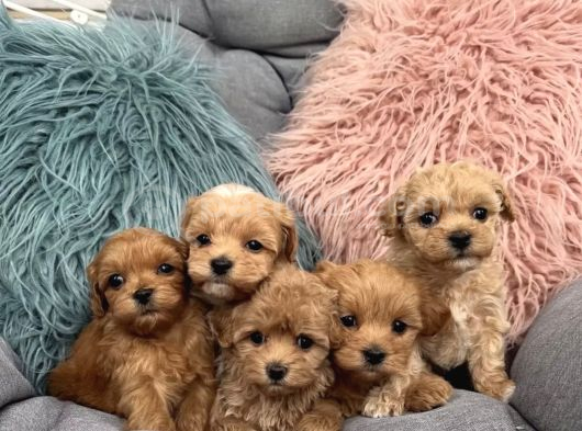 Tüy Dökmeyen Maltipoo Irkı Yavrular