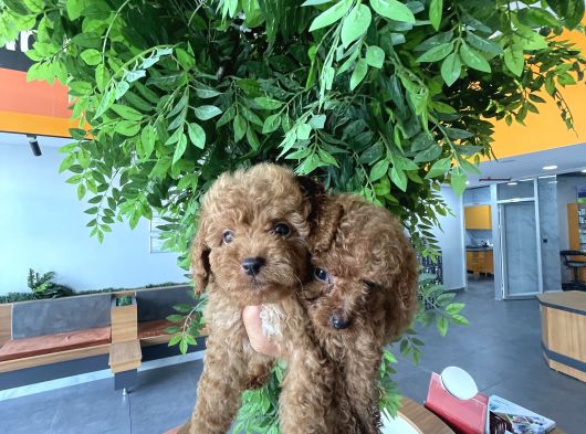 Veteri̇ner Kli̇ni̇ği̇nden Toy Poodle Bebekler görsel