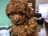Veteri̇ner Kli̇ni̇ği̇nden Toy Poodle Bebekler