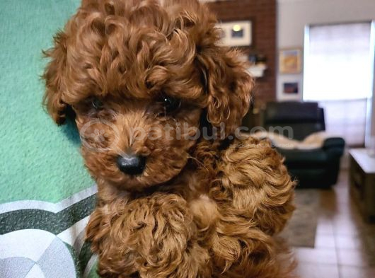 Veteri̇ner Kli̇ni̇ği̇nden Toy Poodle Bebekler görsel