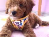 3 Aylık Dişi Toy Poodle