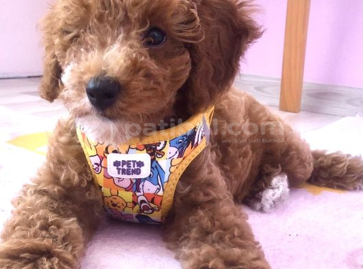 3 Aylık Dişi Toy Poodle görsel