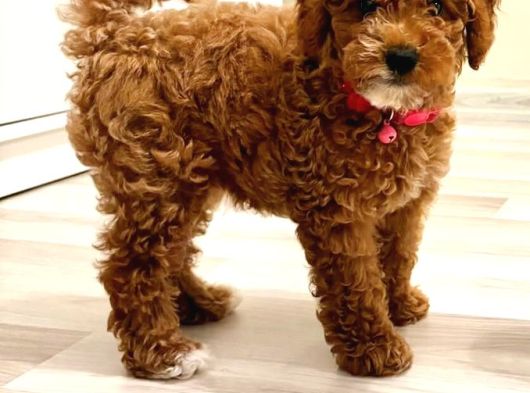3 Aylık Dişi Toy Poodle