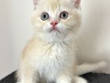 British Shorthair Nadir Renk