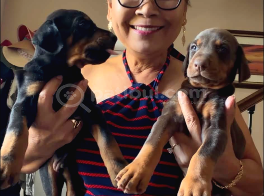 Siyah Kızıl Dobermanlarımız görsel