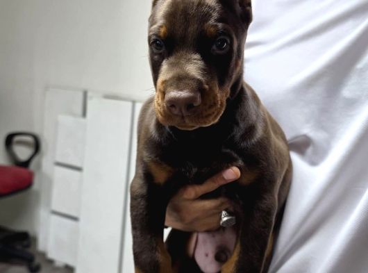 Siyah Kızıl Dobermanlarımız görsel