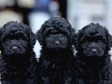 Türki̇yeni̇n En Uygun En Güzel Black Poodle Yavrulari