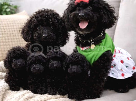Türki̇yeni̇n En Uygun En Güzel Black Poodle Yavrulari