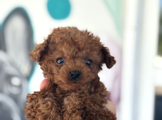 Erkek Teacup Poodle 2Kg Garantili görsel