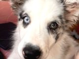 Blue Merle Border Colli̇e Yavru