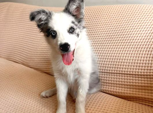 Blue Merle Border Colli̇e Yavru