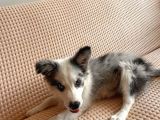 Blue Merle Border Colli̇e Yavru