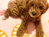 3 Aylık Dişi Toy Poodle