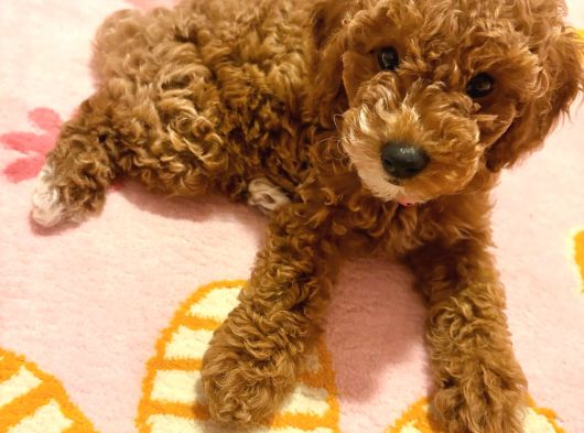 3 Aylık Dişi Toy Poodle görsel