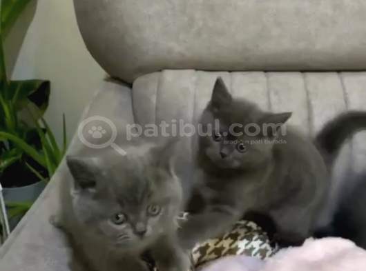 BAKMADAN GEÇMEYİN ÇOCUKLARIMIZA