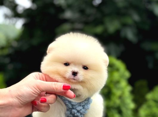 Ayıcık Surat Pomeranian Yavrular görsel