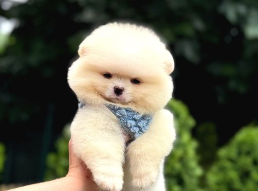 Ayıcık Surat Pomeranian Yavrular görsel