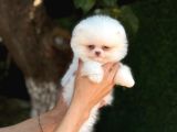 Sağlık Garantili Pomeranian Boo