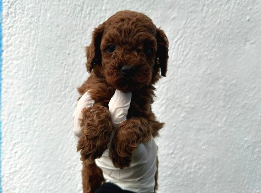 Safkan Oyuncak Boy Poodle Bebeklerim görsel