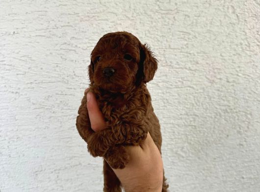 Safkan Oyuncak Boy Poodle Bebeklerim görsel