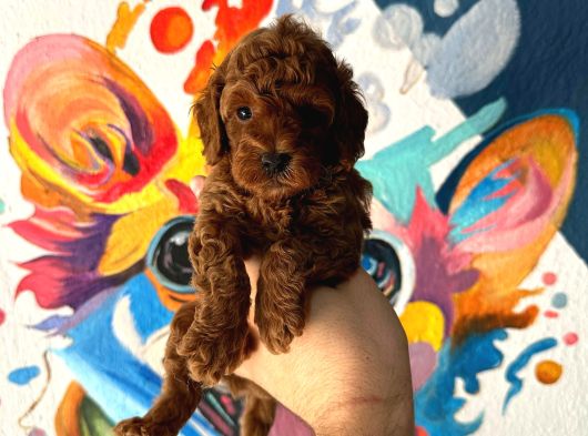Safkan Oyuncak Boy Poodle Bebeklerim