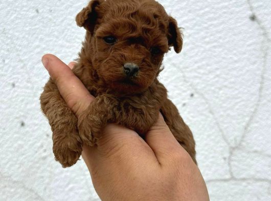 Safkan Oyuncak Boy Poodle Bebeklerim görsel