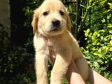 Baby Face Golden Yavrular
