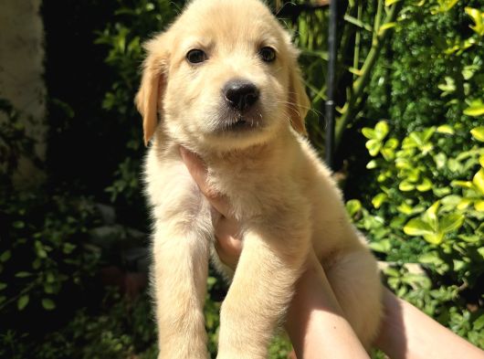 Baby Face Golden Yavrular